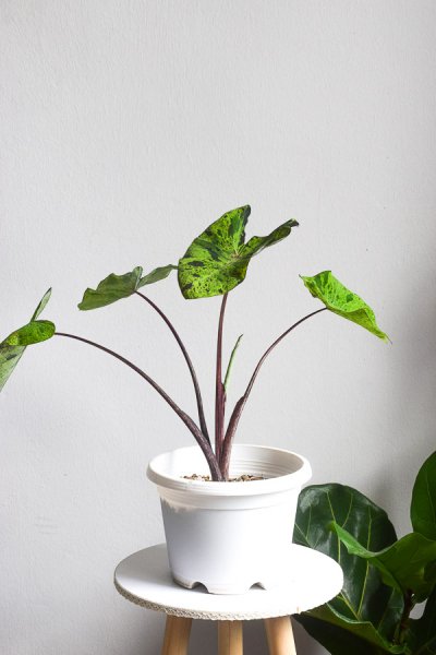 Colocasia Esculenta Mojito From The Naked Collection Pine Sg