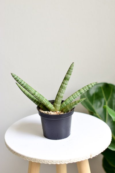 Sansevieria Boncel From The Naked Collection Pine Sg