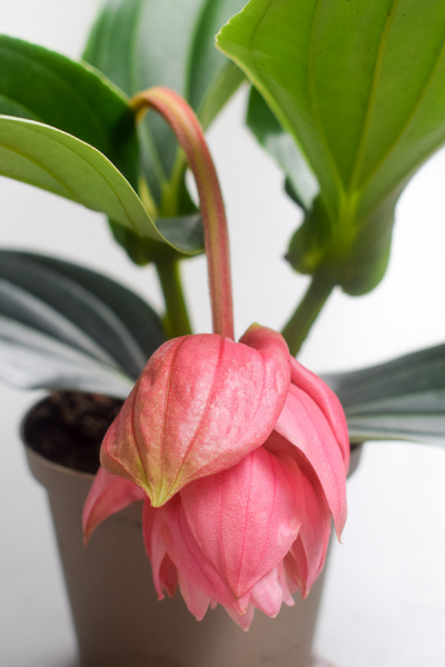 Medinilla Piccolini From The Naked Collection Pine Sg