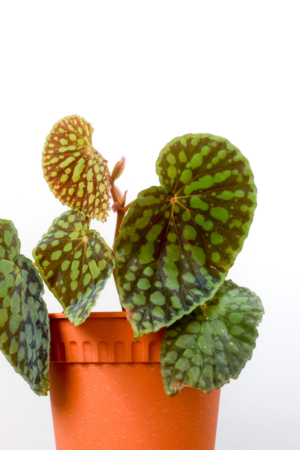 Begonia Chlorosticta From The Naked Collection Pine Sg