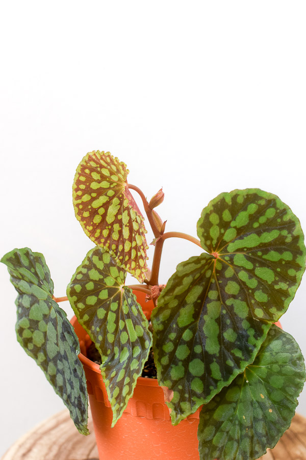 Begonia Chlorosticta From The Naked Collection Pine Sg