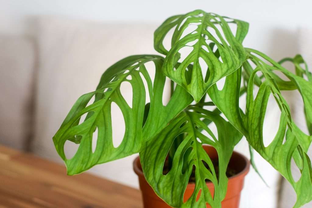 Monstera Esqueleto From The Naked Collection Pine Sg