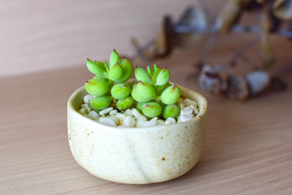 speckled pot with succulents top view