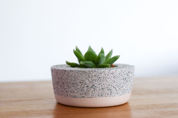 stone pot with succulent