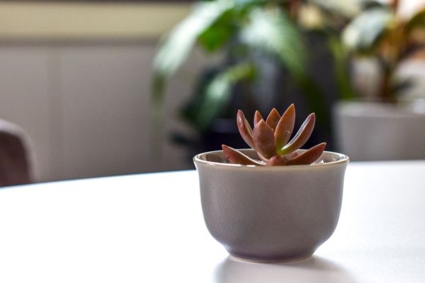 pot with succulent