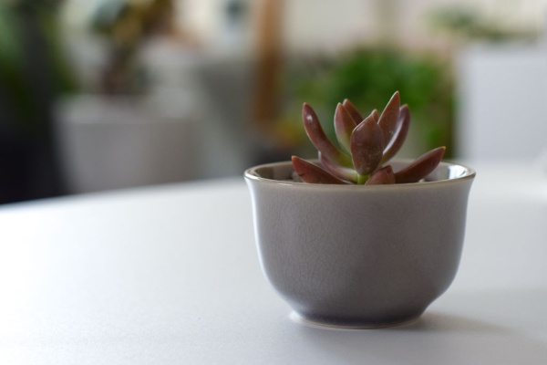 mini pot with succulent