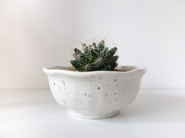 succulent in mini ceramic planter