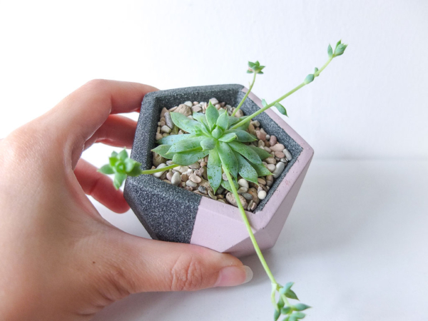 pink and stone-textured grey pentagon pot with succulent