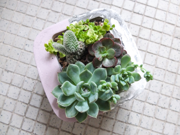 pink and marbled grey square pot with succulents