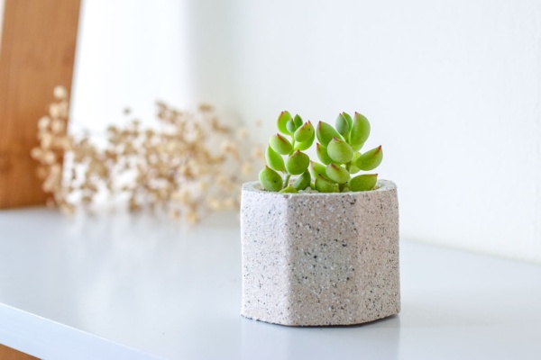 stone textured pot with succulents