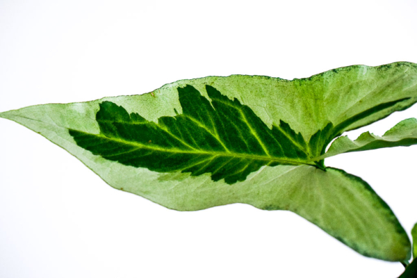syngonium variegated leaf close-up