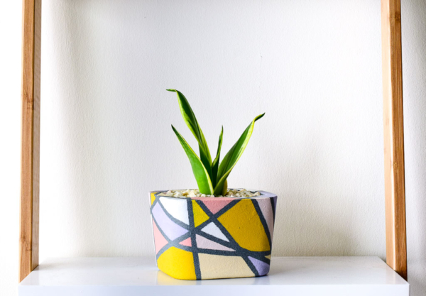 pot in pastel prints with sansevieria