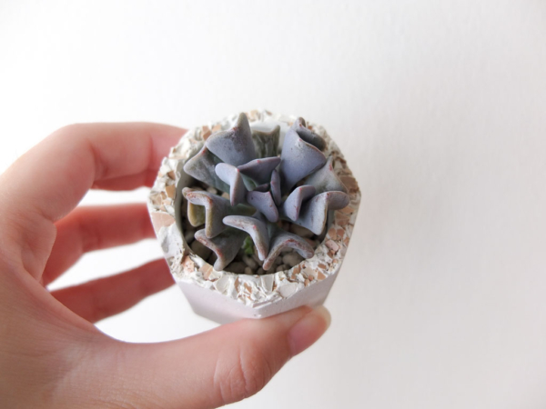 succulent in mini handmade cement planter