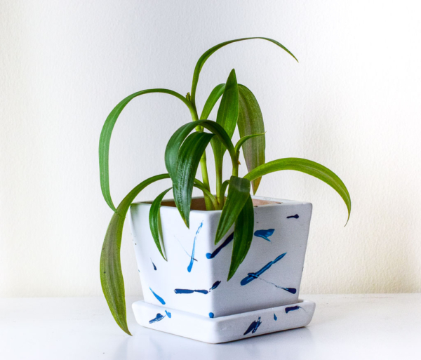 prints on white pot with oyster plant