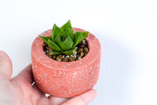 succulent in stone-textured handmade planter