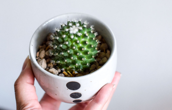 mini planter with cactus