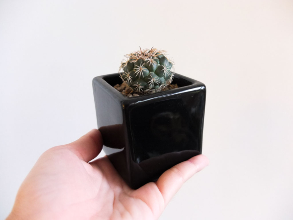 cactus in black square planter