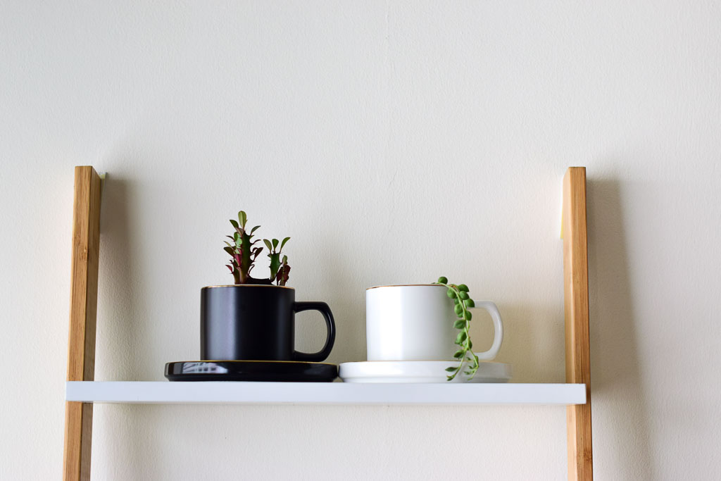 plants in black and white mugs
