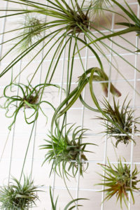 group of airplants hanging on a white rack