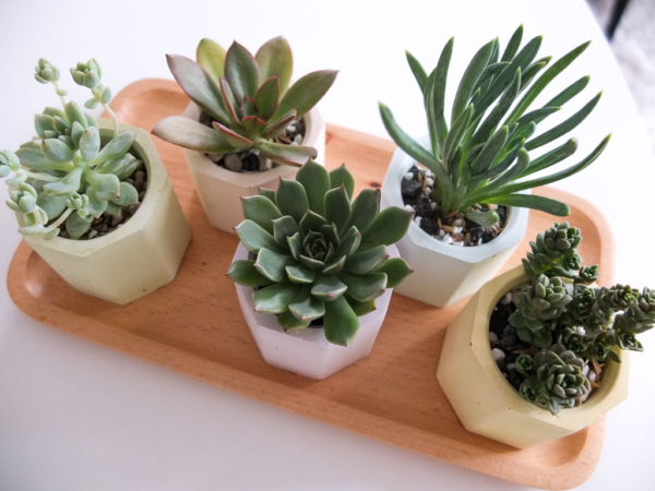 a set of 5 mini, handmade cement planters in pastel colours, styled with succulents