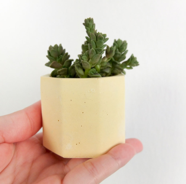 pastel yellow handmade cement planter with succulent