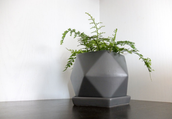 ferns in grey, geometric planter
