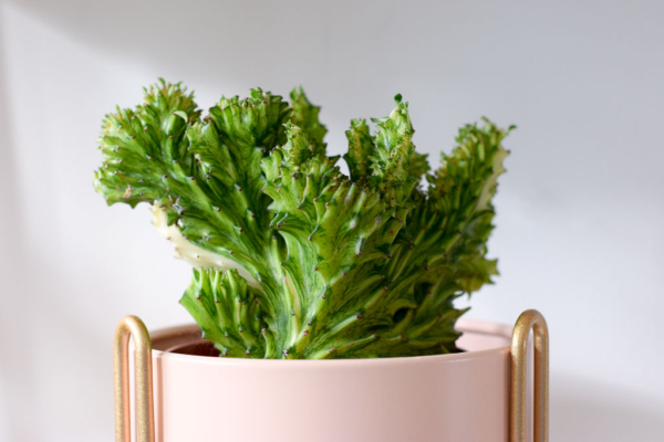 Euphorbia Lactea Cristata Variegata in blush planter with golden stand