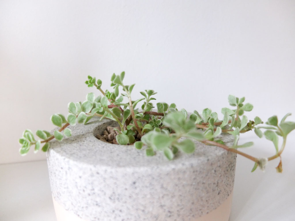 succulent in handmade stone-textured cement planter