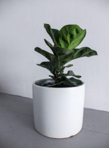 ficus lyrata in grey round planter