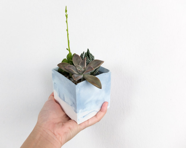 succulents in blue, handmade cement planter