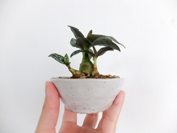 drimiopsis in mini ceramic planter