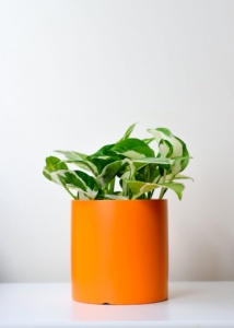 hues light orange pothos njoy