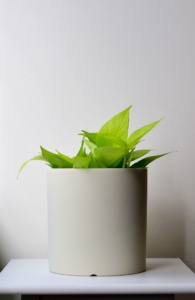 hues light sage pothos njoy