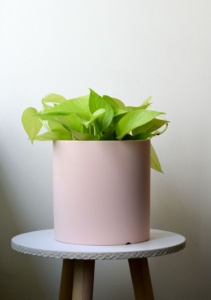 light baby pink pothos