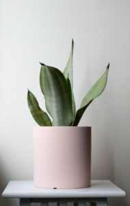 light baby pink planter with sansevieria moonshine