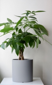 light grey planter with pachira