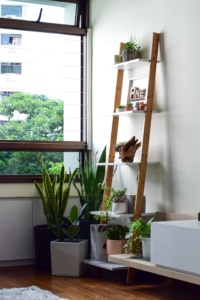 plant shelfie in living room