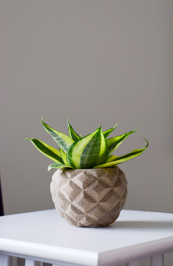 sansevieria in stone-textured handmade concrete planter in pineapple shape
