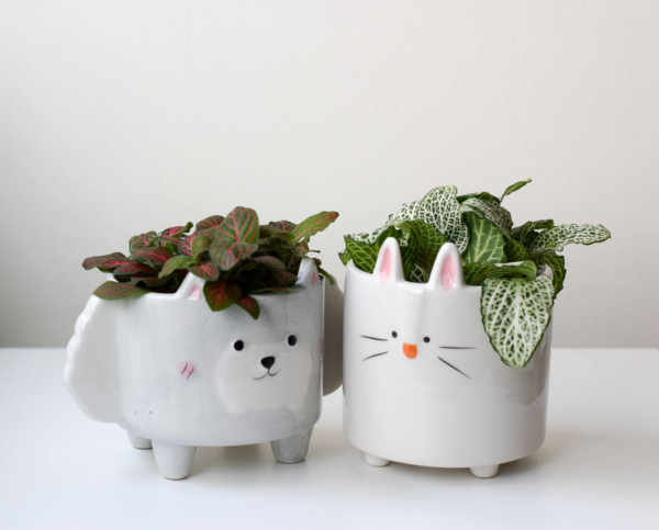 pets planters red green fittonia