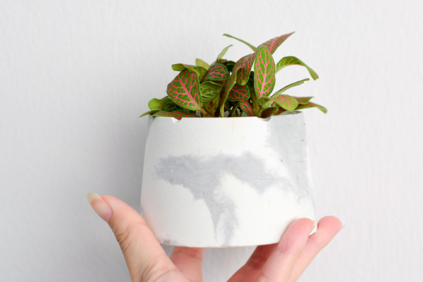 fittonia in marbled grey handmade concrete planter