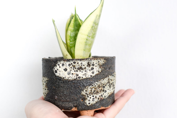 sansevieria in mini planter