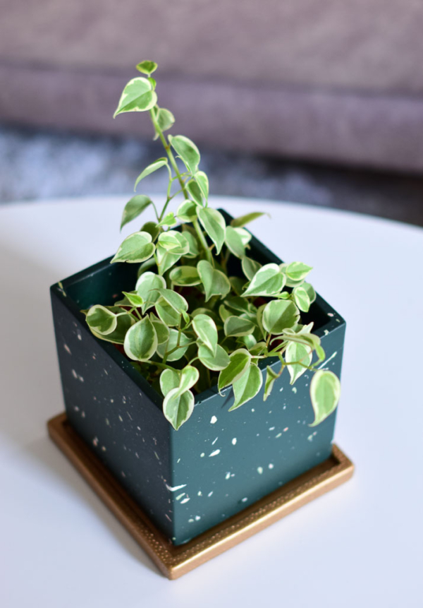 ray planter in green styled with peperomia