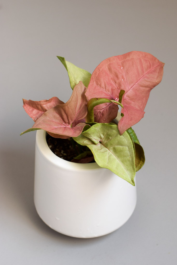 dove medium planter pink syngonium