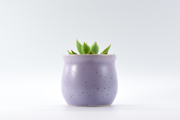 jars purple succulent
