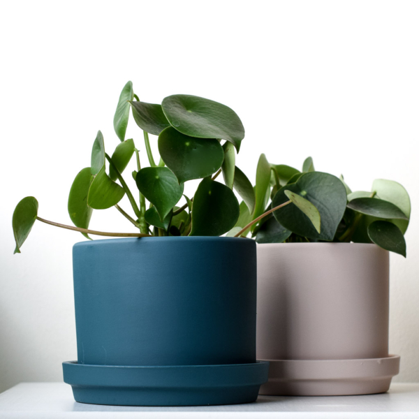 neptune planter in blue and beige styled with peperomia raindrop