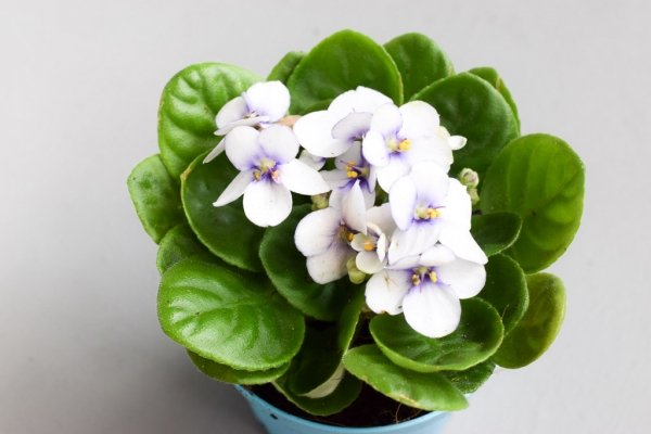 african violet white