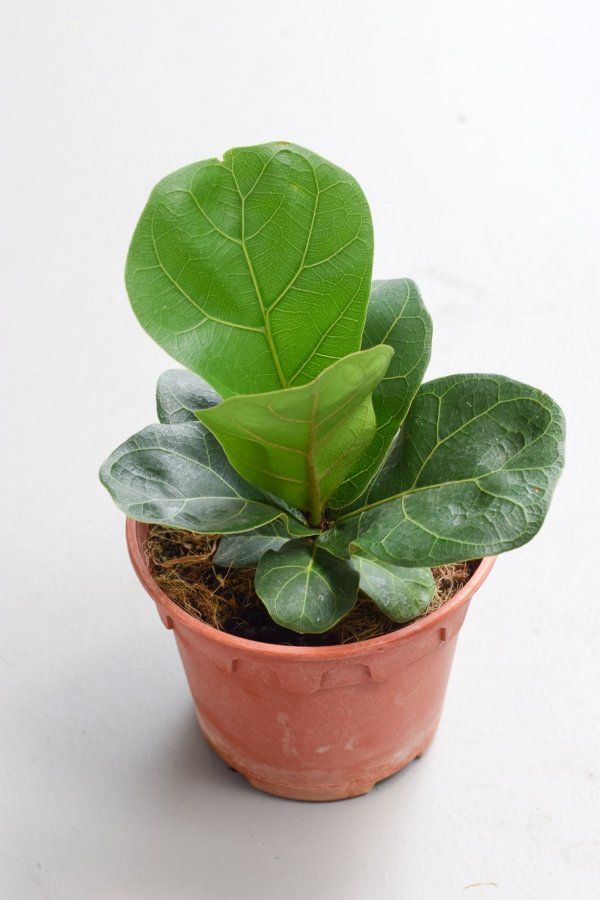 fiddle leaf fig nursery pot