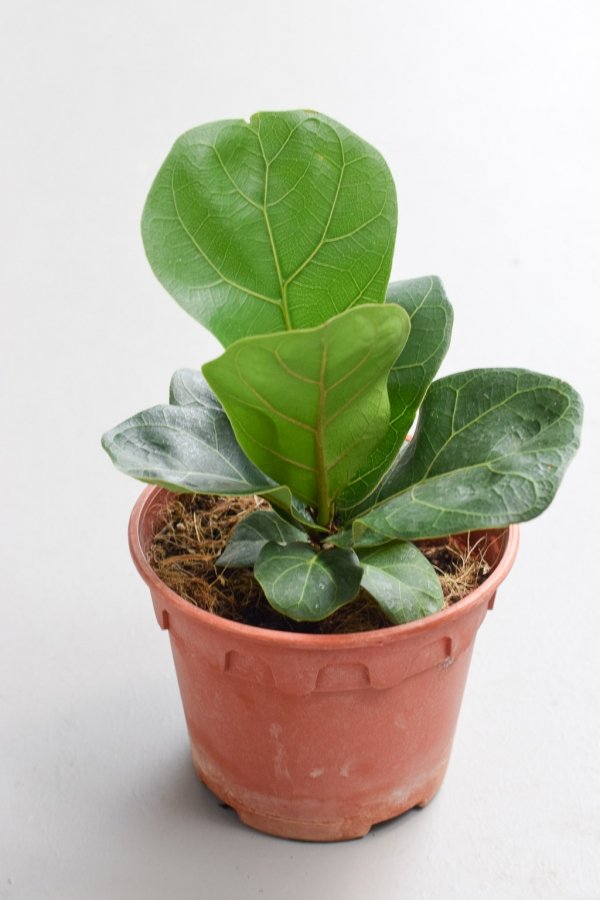 fiddle leaf fig nursery pot