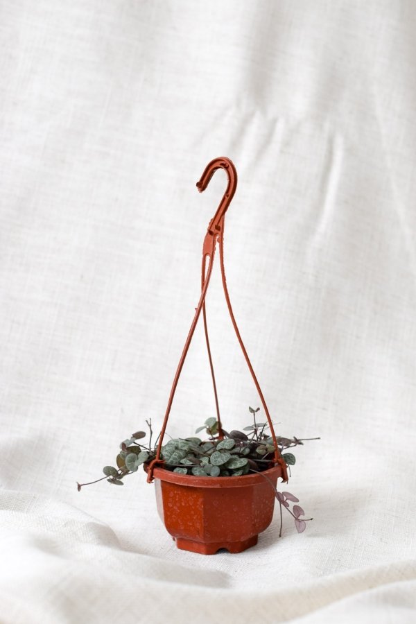 string of hearts hanging nursery pot