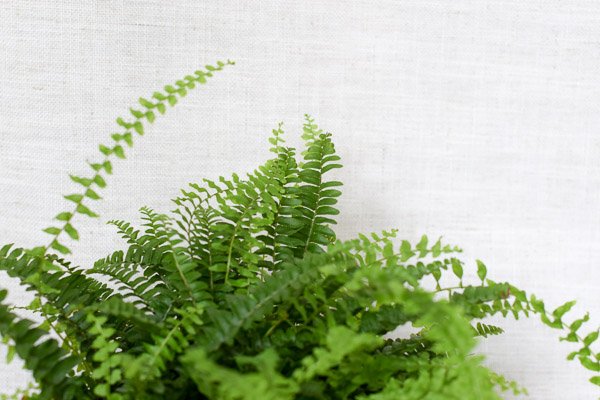 nephrolepis exaltata boston fern foliage